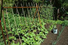 Plants that are trellised have a higher yield than those not trellised. Bean Trellis Top Tips On Making And Selecting