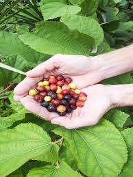 Image result for Grewia arborea