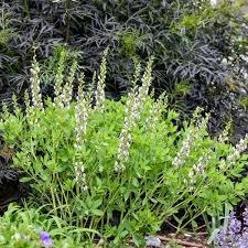 Image result for Baphia multiflora