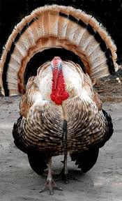 White Birds That Look Like Turkeys Turkey 93 By Joyce Stjames Beautiful Chickens Thanksgiving Pictures Animals