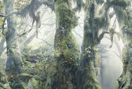 Optical Illusions Find The Hidden Animals In The Rainforest Optical Illusions Pictures Illusions Optical Illusions