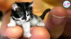 Tingkah lucu kucing anggora kecil yang imut menggemaskan. Jenis Kucing Dengan Ukuran Tubuh Sangat Mini Youtube