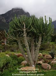 Image result for Euphorbia persistentifolia