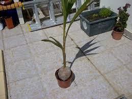 Growing Coconut Palms How To Grow A Coconut Plant Palm Tree Care Coconut Palm Tree Coconut Palm