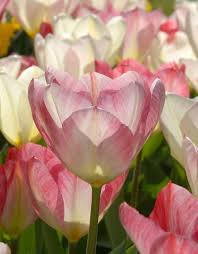 Pin Auf Gardening Flowers Paeonia Tulipa