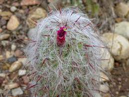 My mammilaria cactus plants in beautiful flower in the polytunnel. Photo Of The Bloom Of Old Man Of The Andes Oreocereus Celsianus Posted By Baja Costero Garden Org