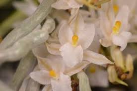 Image result for Microcoelia stolzii