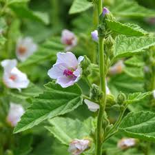 In traditional chinese medicine (tcm), marshmallow root are plants that belong to the 'herbs that cool the blood' category. Marshmallow