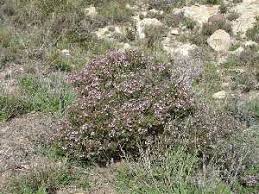 Tomillo - Región de Murcia Digital