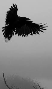 This is focussing on the steady corruption of rue and mytho by the raven's blood. Pin On Raven And Crow