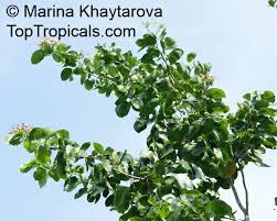 Image result for Intsia