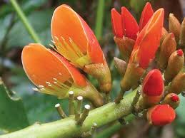 Image result for Erythrina abyssinica