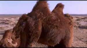 Stream movies in hd quality! The Story Of The Weeping Camel Documentarytube
