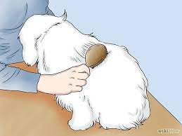 How To Care For A Maltese Dog Maltese Dogs Maltese Puppy Maltese