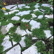 This ground cover has pleasant flowers that appear in pastel hues. Costus Afer Spiral Ginger 15 Rare Seeds Zones 9 To 11 Medical Plant Edible Roots Vivid Blooms Spectacular Variegated Foliage Rare Seeds Creeping Thyme Ground Cover Ground Cover