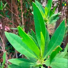 Image result for Conocarpus