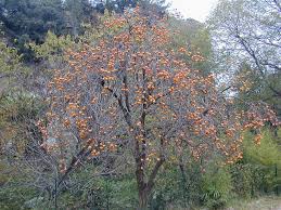 Image result for Diospyros zombensis