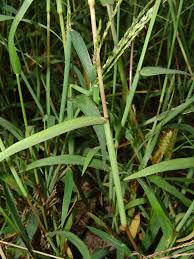 Image result for Digitaria gymnostachys
