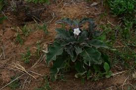 Image result for Solanum lichtensteinii