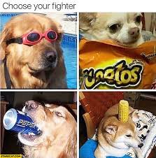 Fighter fighting style height weight; Choose Your Fighter Silly Dogs Starecat Com
