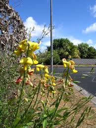 Image result for Crotalaria quarrei