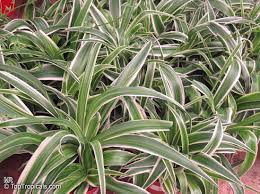 Image result for Chlorophytum