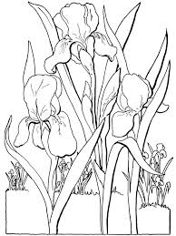They have never been seen. Iris Flower Coloring Pages Download And Print Iris Flower Coloring Pages