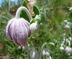 Image result for Clematis villosa