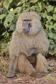 Print Of Yellow Baboon Papio Cynocephalus Ngorongoro Conservation Area Tanzania In 2020 Baboon Monkey Species Animals