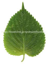 えごまの葉 エゴマの葉 荏胡麻の葉 旬の野菜百科
