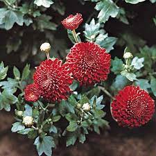 Chrysanthemum Description Types Taxonomy Britannica