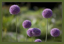 Elephant Garlic Flowers Garlic Flower Edible Garden Flowers