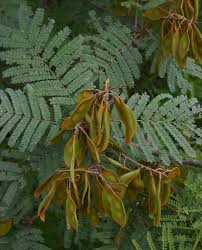 Image result for Peltophorum africanum