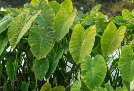 We did not find results for: When To Plant Elephant Ear Bulbs Gardening Channel