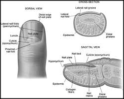 Image result for paronychium
