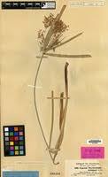 Image result for Cyperus fischerianus