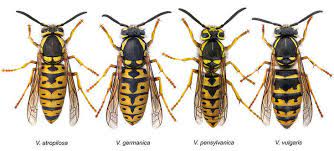 Paper wasps are long with yellow and rusty brown or black stripes. Wasp Identification Wasps