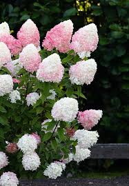 Pink hydrangea flowers turning white. Hydrangea Living Pink Rose Hydrangea Paniculata Pink Hydrangea Hydrangea Landscaping