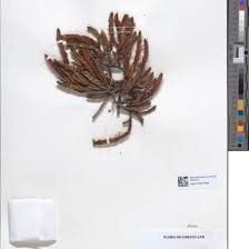 Image result for Erica silvatica