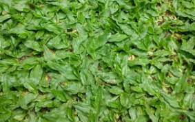 Cara penggunaan sama dengan penggunaan racun rumput lainnya. Tips Merawat Rumput Mutiara Riyanpedia