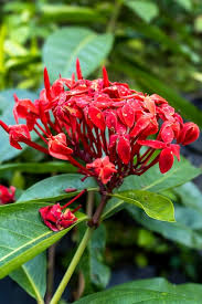 Image result for Rubiaceae