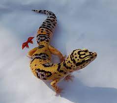 Bold Tangerine Bengal Project Leopard Gecko Leopard Gecko Leopard Gecko Cute Gecko