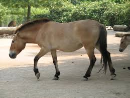 A dun was a light tannish color with brownish mane and tail and usually, though not always, a dorsal line. Primitive Markings Wikipedia