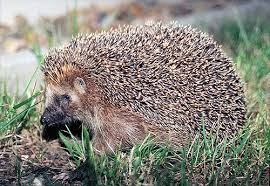 Una exhibición más impar de sonic la ropa y los accesorios de hedgehog. Hedgehog Spanish Meaning Of Hedgehog