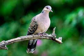 Turtle Dove Facts And Beyond Biology Dictionary