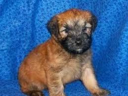 The whoodle is a cross breed that is born when a standard poodle is made to breed with the soft coated wheaten terrier. Soft Coated Wheaten Terrier Puppies For Sale Saint Pete Beach Fl 154027