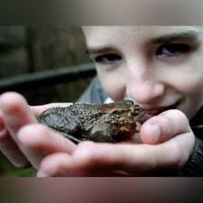 Kinder helfen Kröten über die Straße