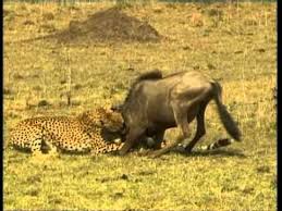 Les Predateurs De La Savane Africaine Youtube Ces singes de la savane peuvent tuer un léopard quand ils sont en groupe. les predateurs de la savane africaine
