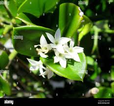 Image result for Carissa bispinosa