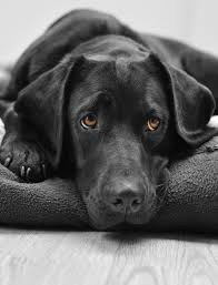 Merlin Waiting For His Walk Our Black Lab Merlin Waiting Patiently For Any Sign That He S Going To Get A Walk Ei Black Lab Puppies Labrador Retriever Dogs